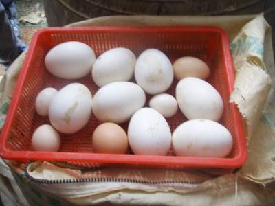 거위알, 달걀 관찰
